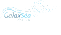 cozumel scuba diving tours and excursions in cozumel dive tours and cozumel boat trips